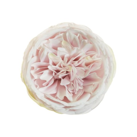 PICK ROSA AUSTIN D10 H5 LILAC